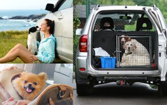 Traveling With Your Pet, Tips and Advice