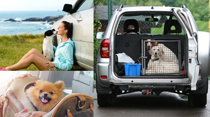 Traveling With Your Pet, Tips and Advice
